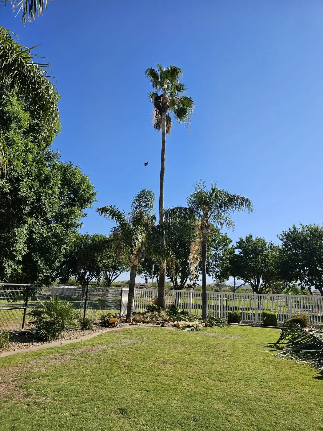 Palm cutting project by Zion Landscaping Services