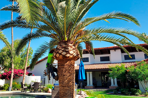 Palm cutting project by Zion Landscaping Services