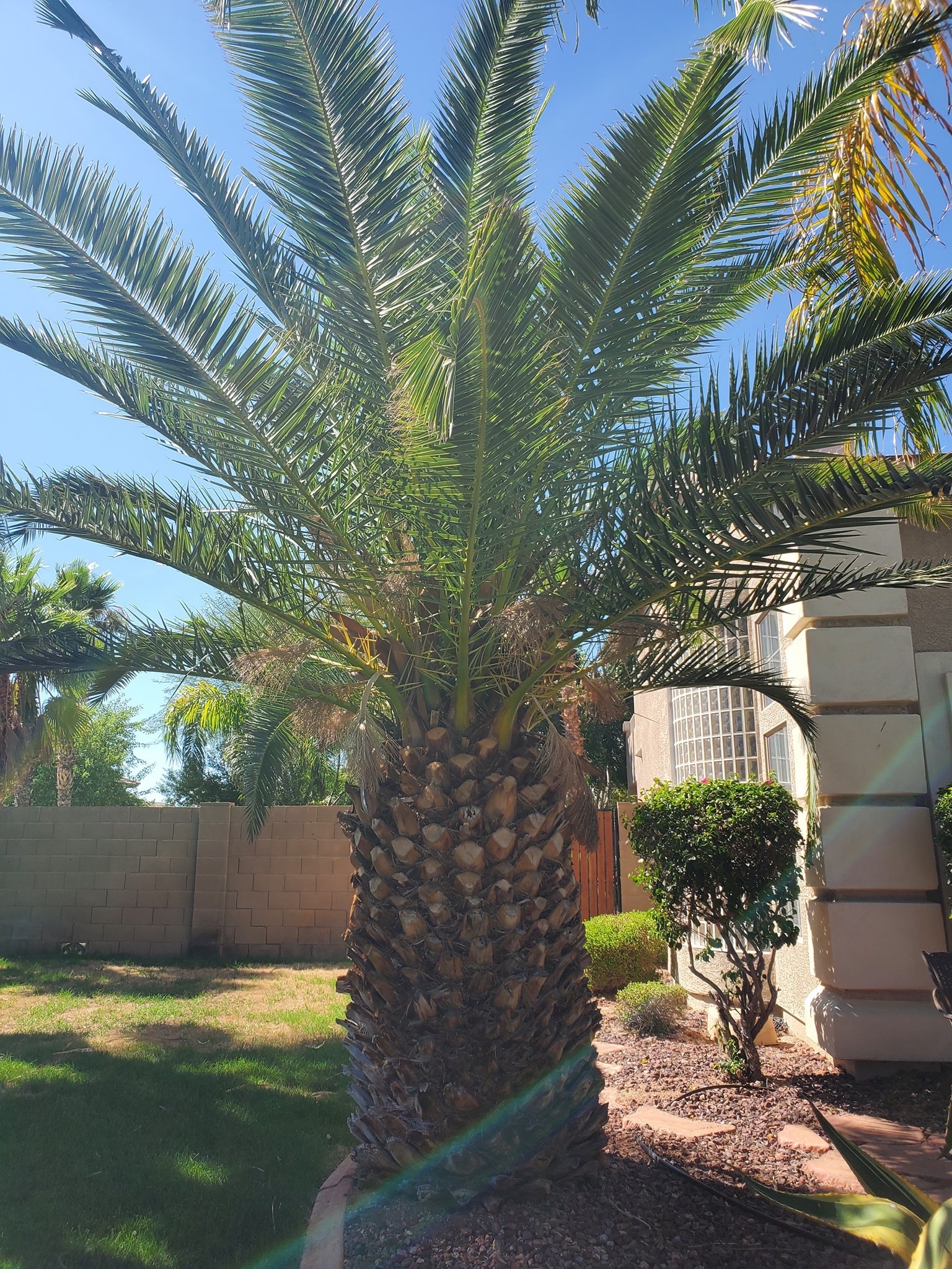 Palm cutting project by Zion Landscaping Services