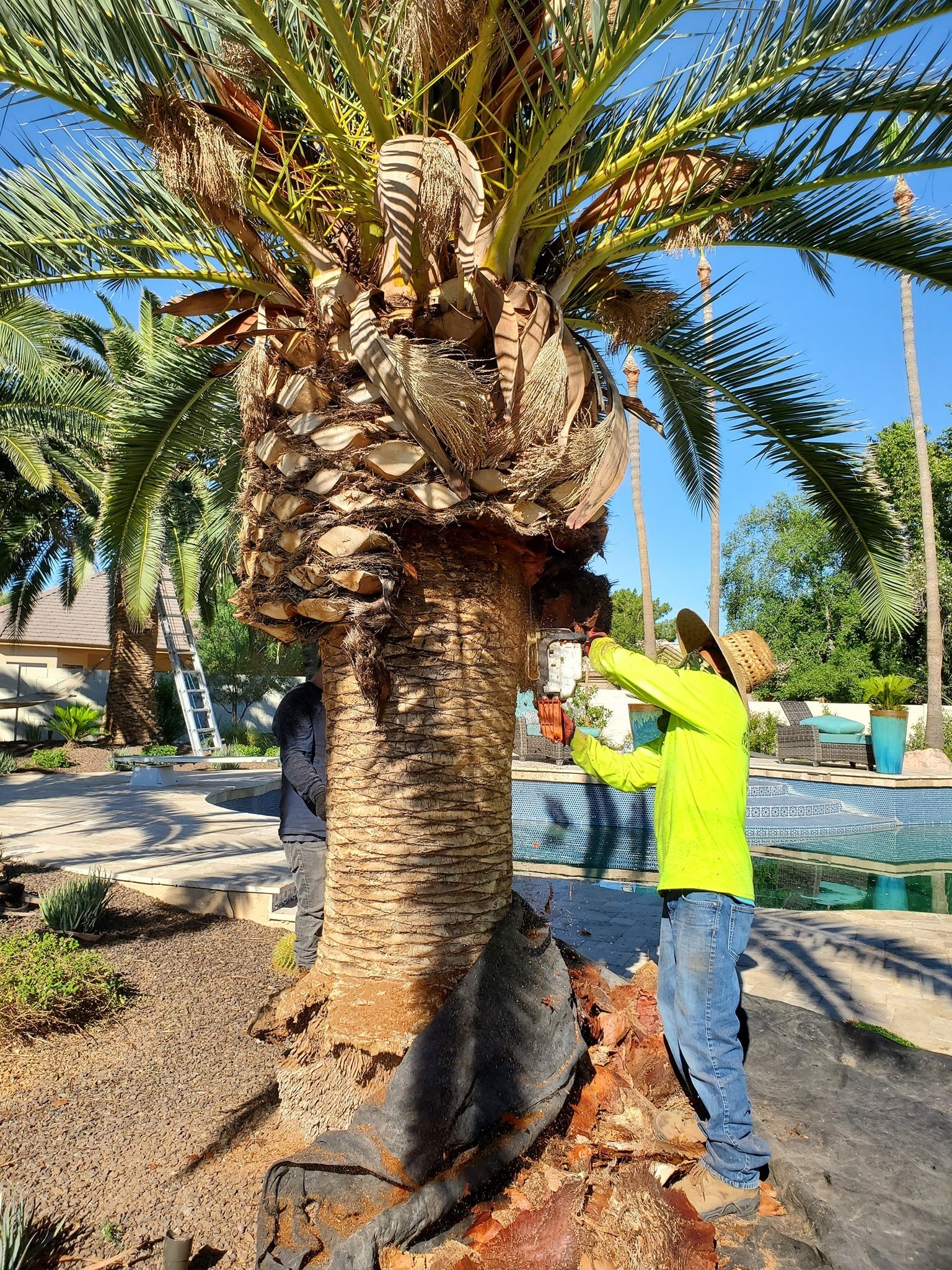 Palm cutting project by Zion Landscaping Services