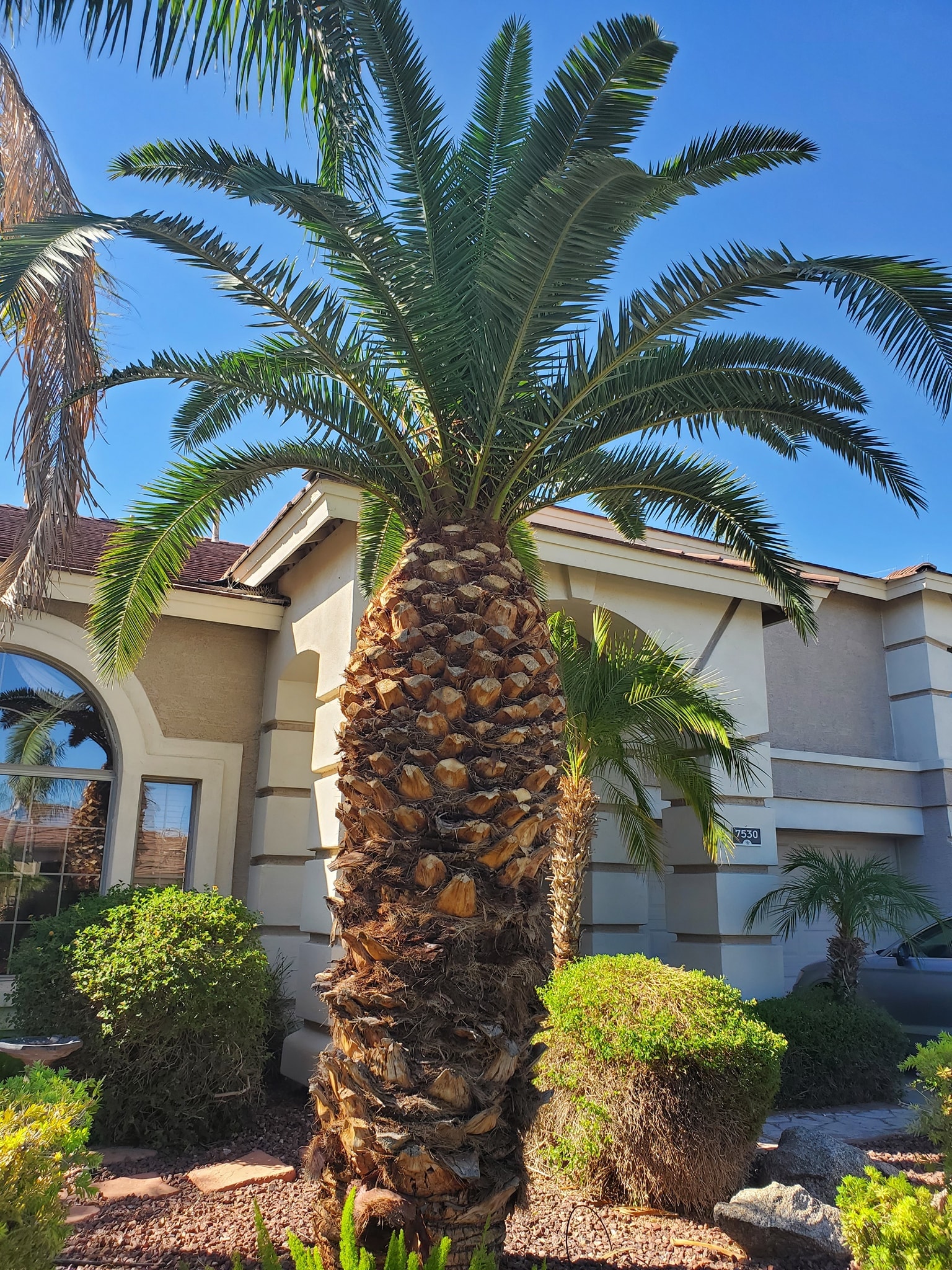Palm cutting project by Zion Landscaping Services