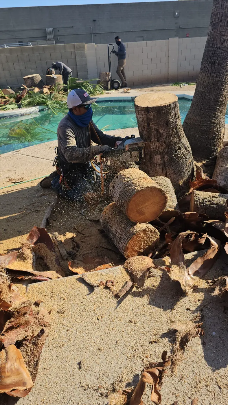 Tree trimming work performed by Zion Landscaping