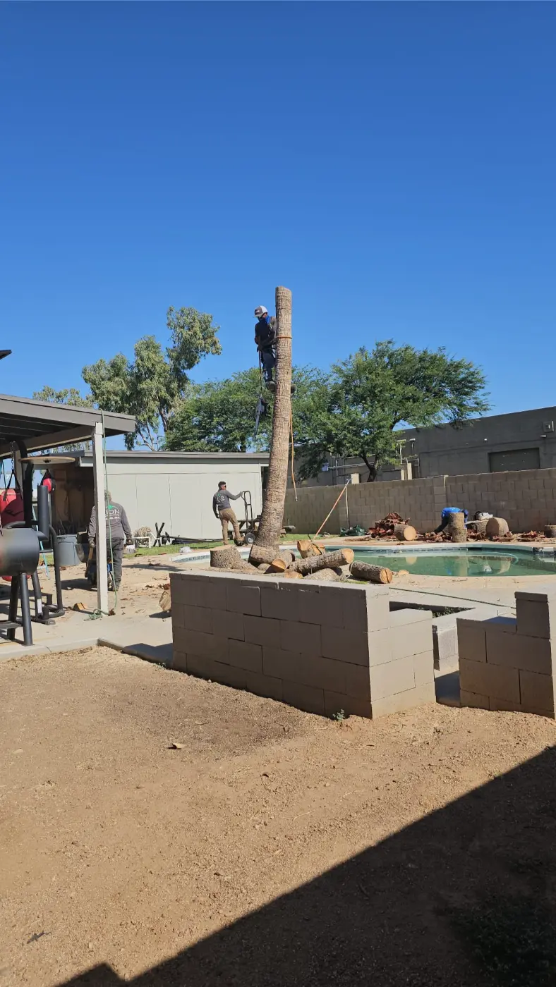 Tree trimming project by Zion Landscaping Services