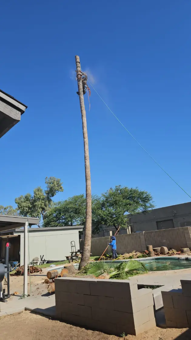 Tree trimming project by Zion Landscaping Services