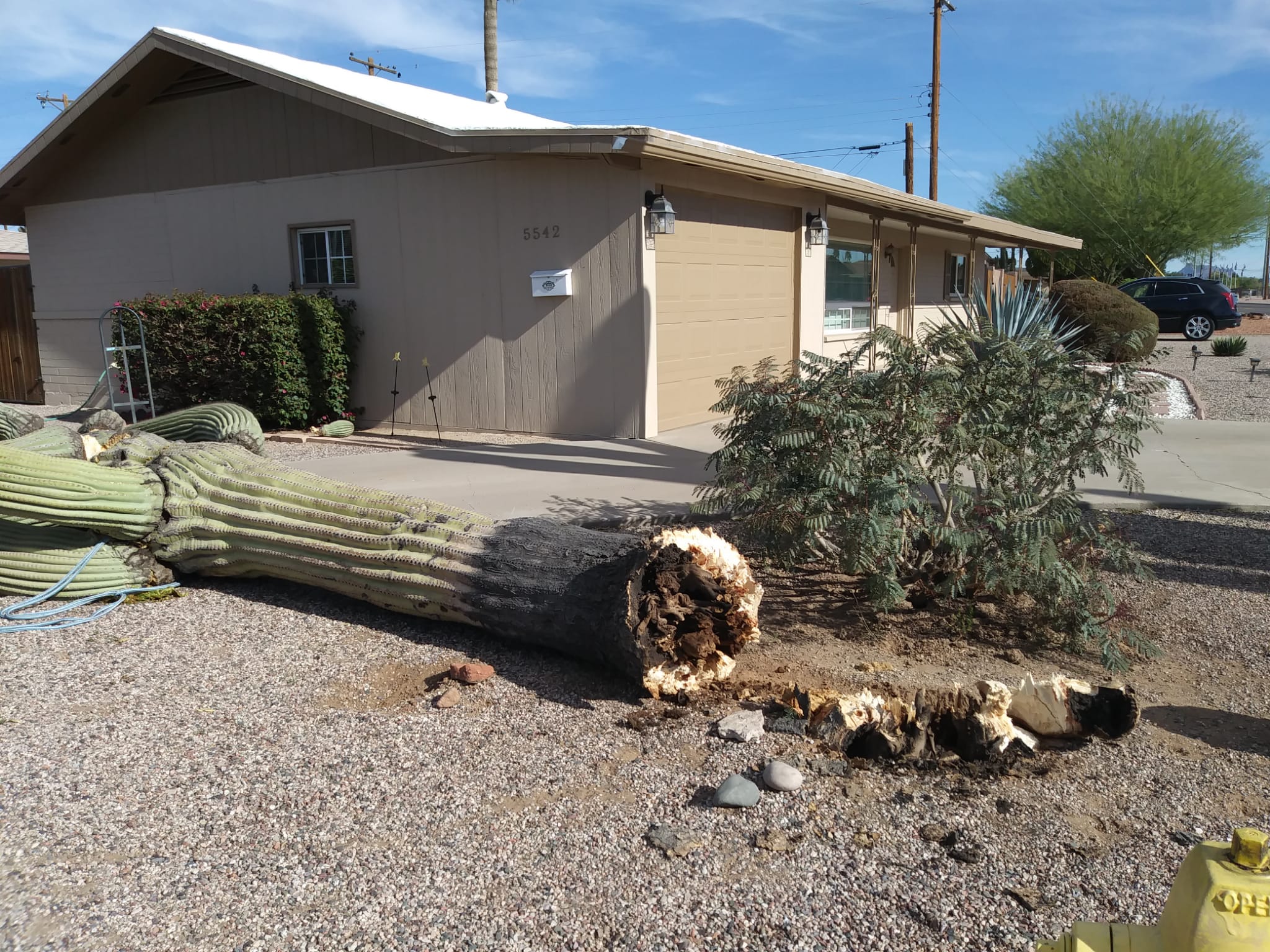 Tree trimming project by Zion Landscaping Services