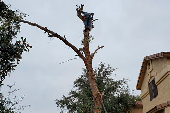 Tree trimming project by Zion Landscaping Services