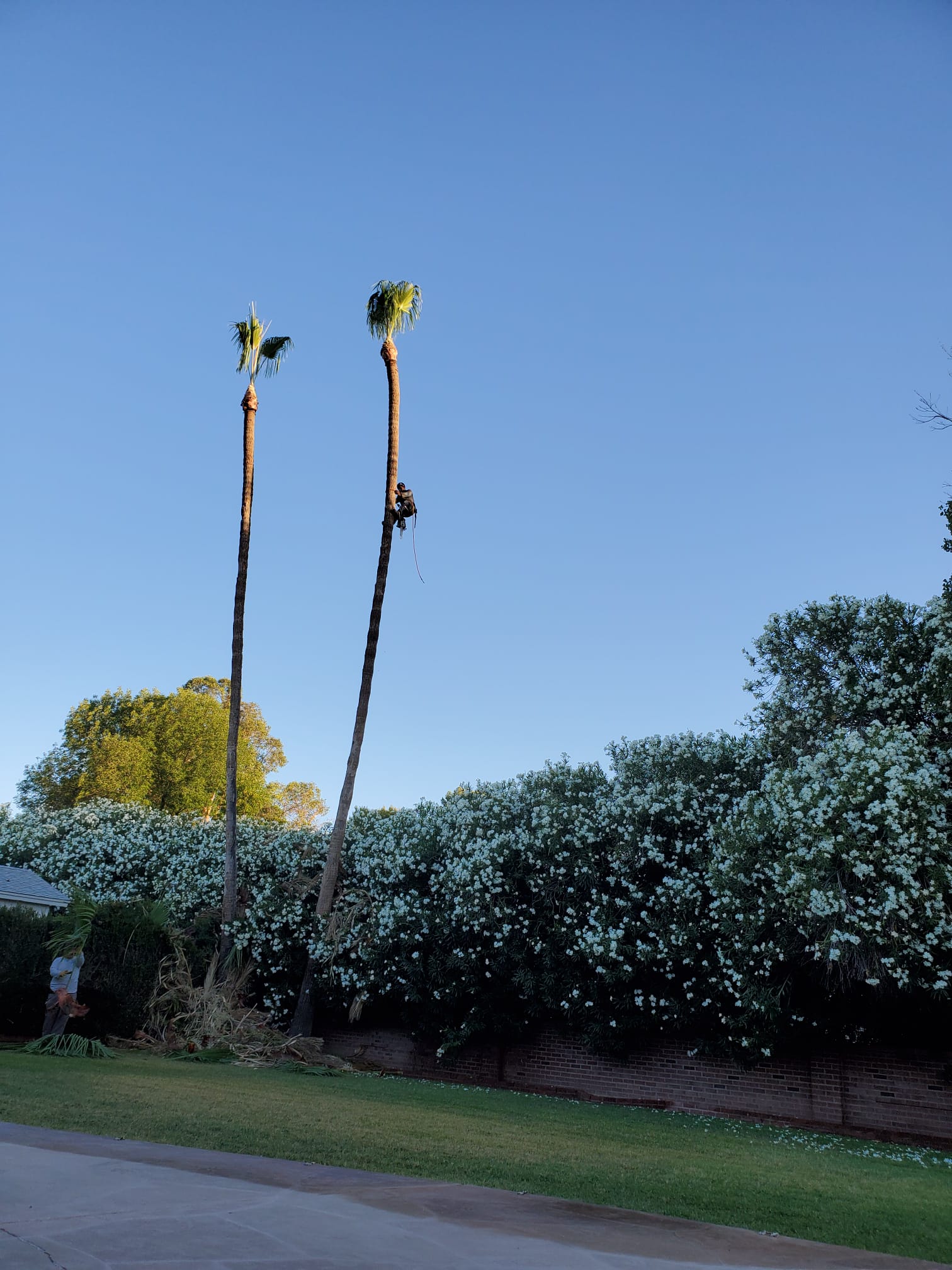 Tree trimming project by Zion Landscaping Services